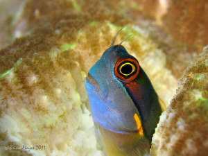 Eyespot Blenny (Ecsenius ops) at "Black Forest", Wofoh, W... by Brian Mayes 